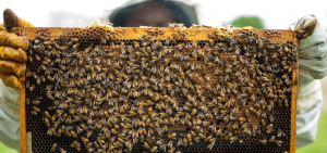 publicar imagen ¿Qué pasaría si las abejas se extinguieran ¿Por qué las abejas son tan importantes para la vida 300x141 - ¿Qué pasaría si las abejas se extinguieran?