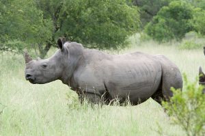 Rinoceronte blanco 300x199 - Las ocho especies más amenazadas del mundo