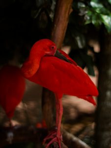 flamenco rojo 226x300 - Las ocho especies más amenazadas del mundo