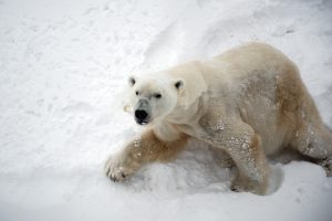 oso polar 300x200 - Las ocho especies más amenazadas del mundo