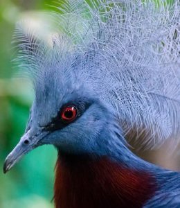 paloma 260x300 - Las ocho especies más amenazadas del mundo
